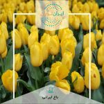 ورکشاپ عکاسی باغ ایرانی