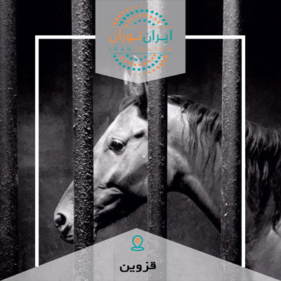 ورکشاپ عکاسی اسب