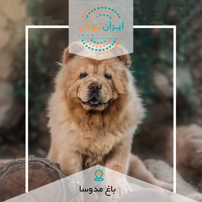 حیوانات خانگی