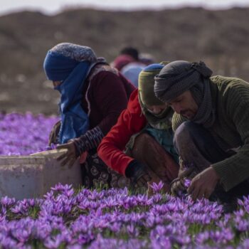 تور عکاسی مزرعه زعفران