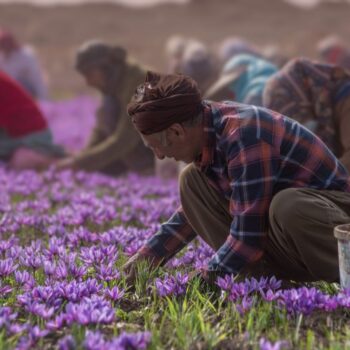 تور عکاسی مزرعه زعفران