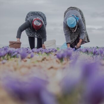 تور عکاسی مزرعه زعفران