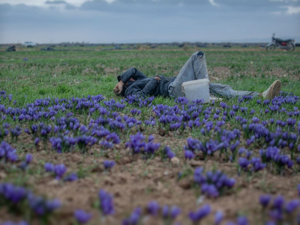 تور عکاسی مزرعه زعفران