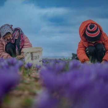 مزرعه زعفران