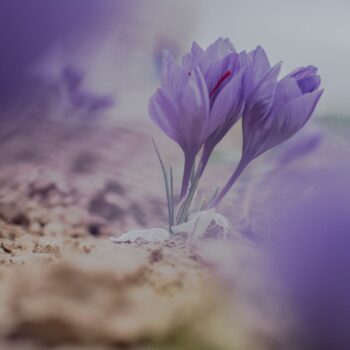 مزرعه زعفران