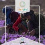 تور ۱ روزه عکاسی مزرعه زعفران